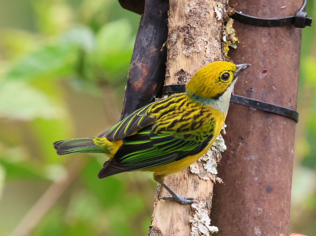 Silver-throated Tanager - ML643784732
