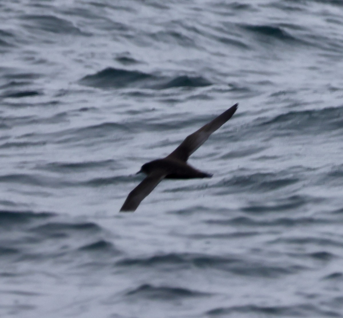 buřňák tenkozobý - ML643784734