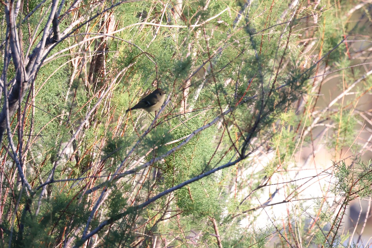 Ruby-crowned Kinglet - ML643784739