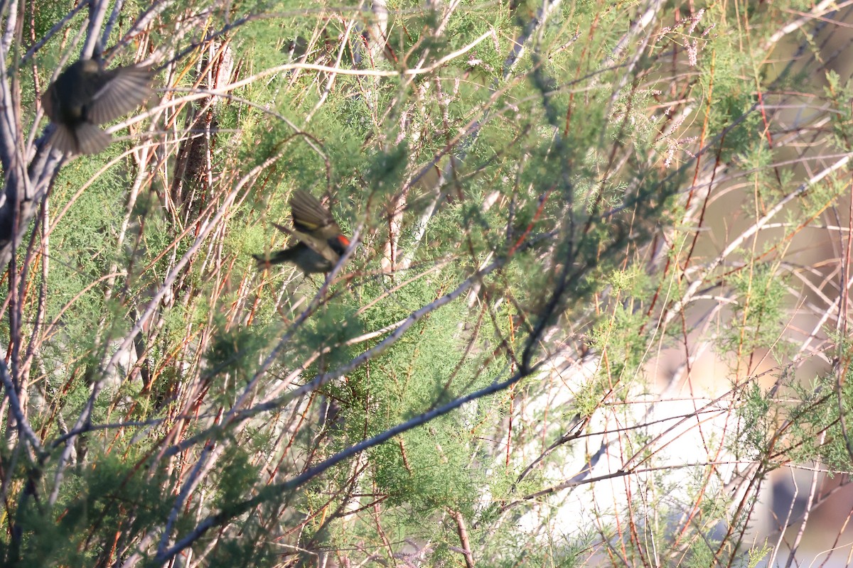 Ruby-crowned Kinglet - ML643784740