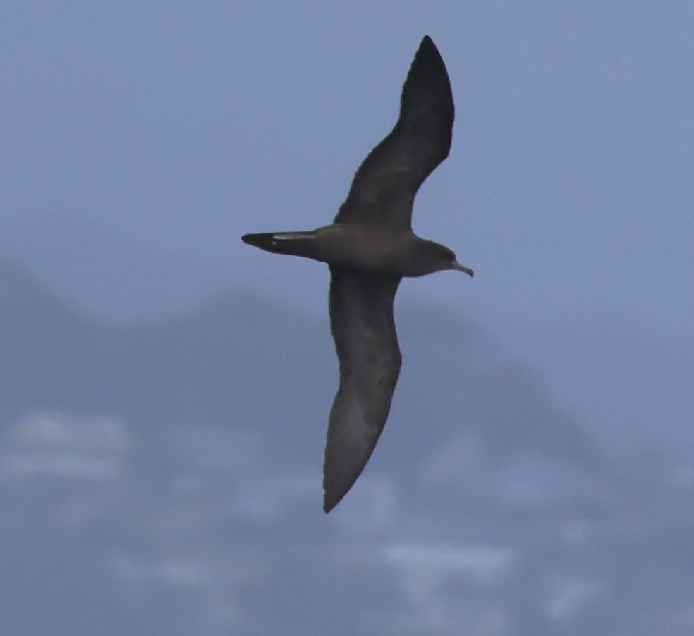 buřňák klínoocasý - ML643784741