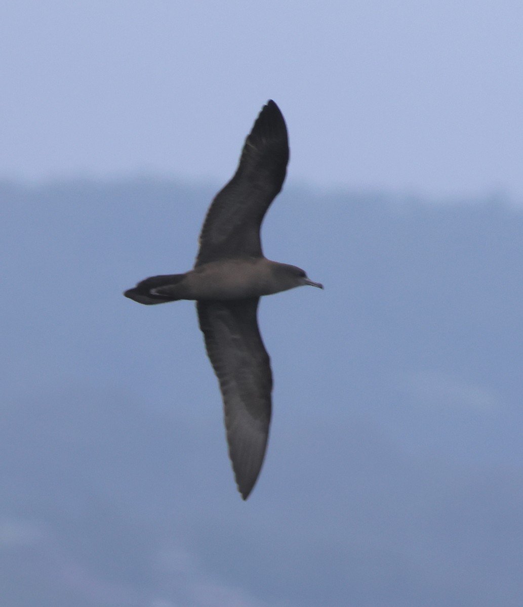 buřňák klínoocasý - ML643784742