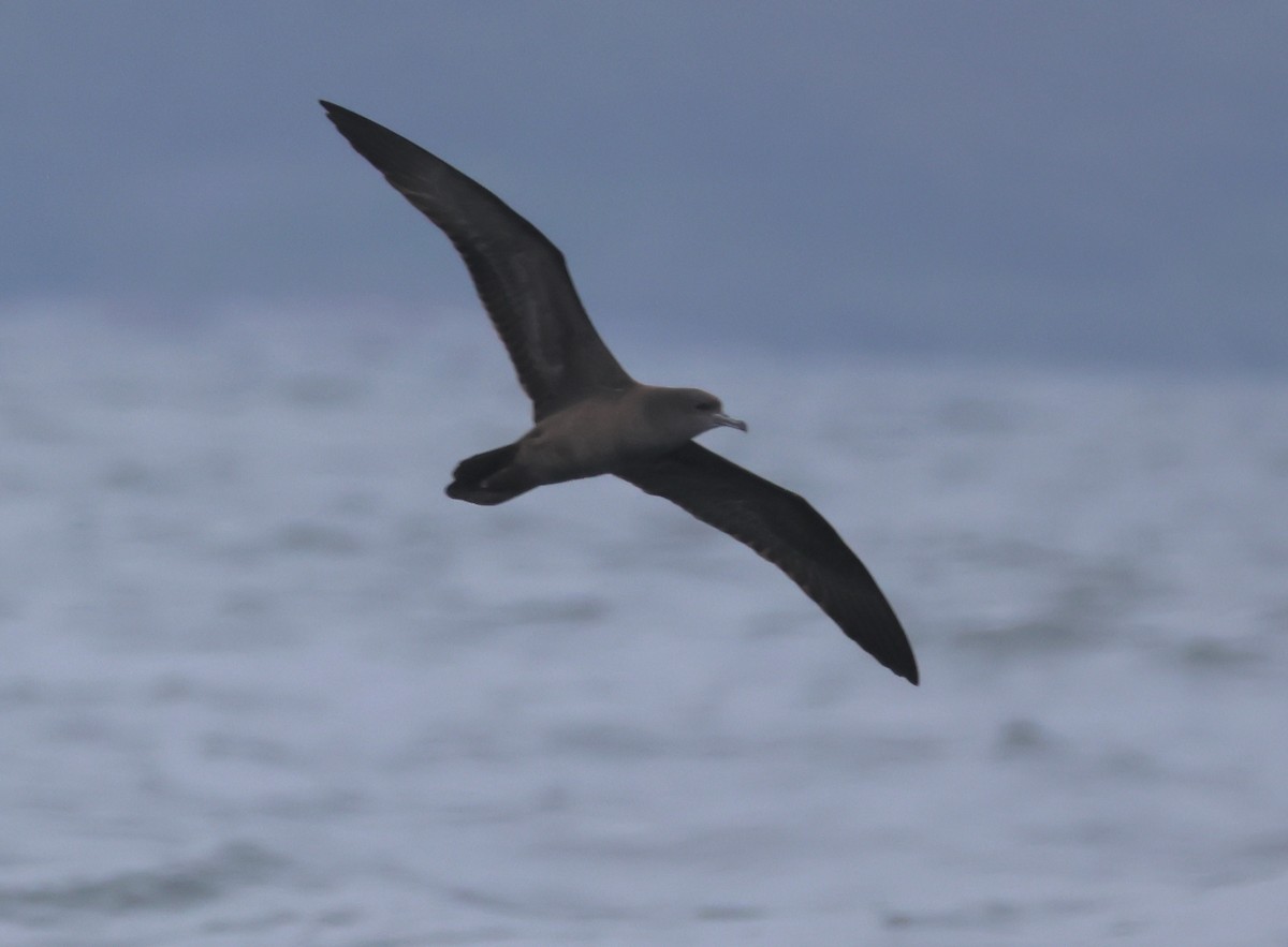 buřňák klínoocasý - ML643784743