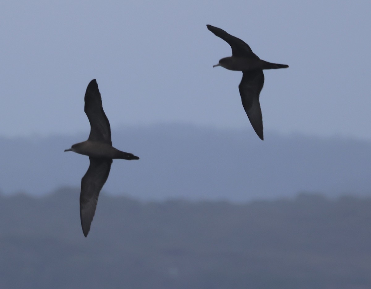 buřňák klínoocasý - ML643784744