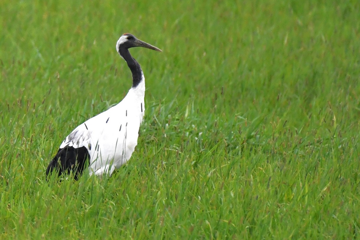 Red-crowned Crane - ML643784746
