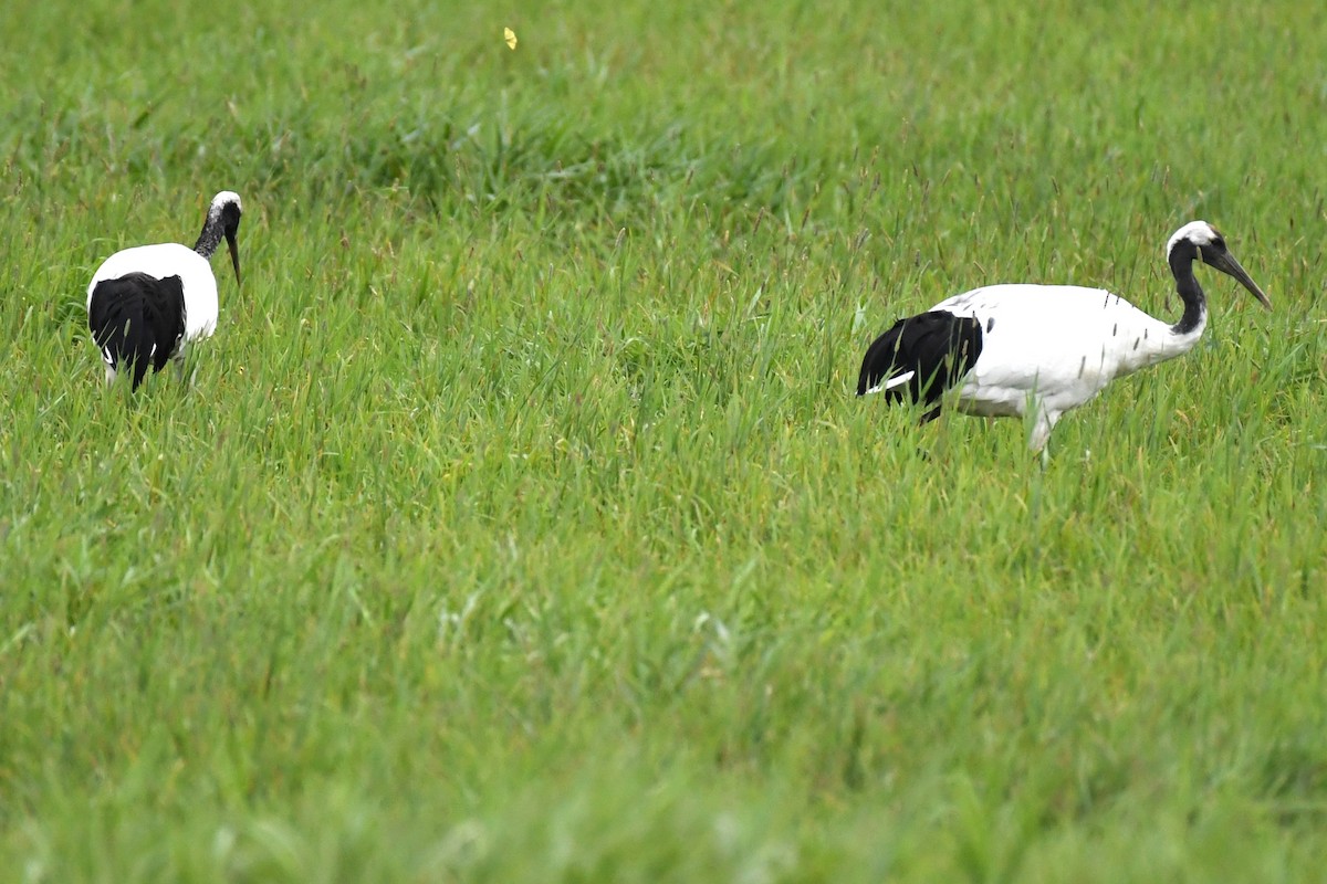Red-crowned Crane - ML643784747