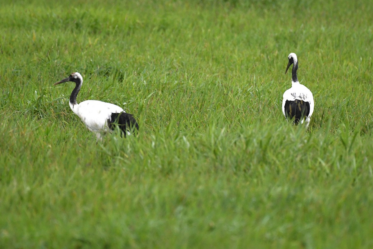 Red-crowned Crane - ML643784749