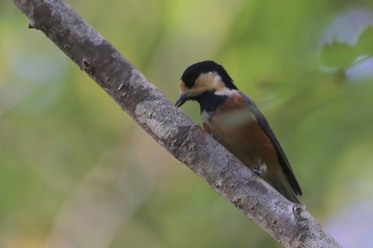 Varied Tit - ML643784757