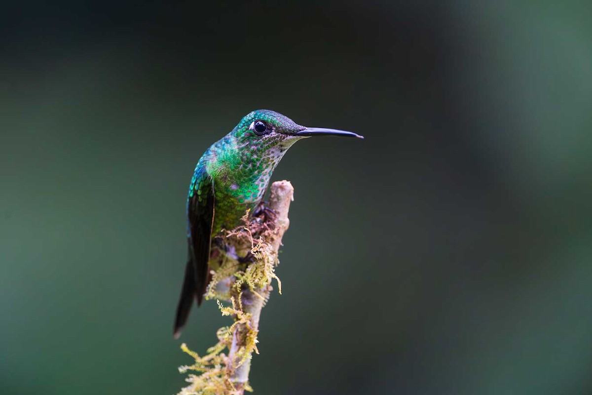 Empress Brilliant - ML643784764