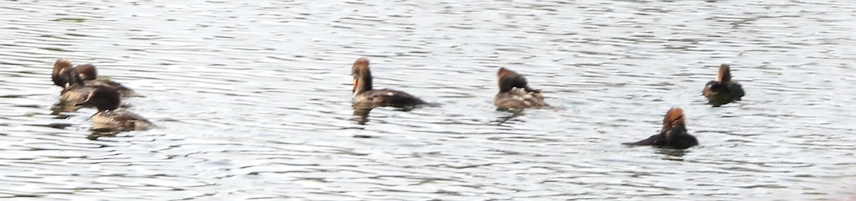 hjelmfiskand - ML643784774