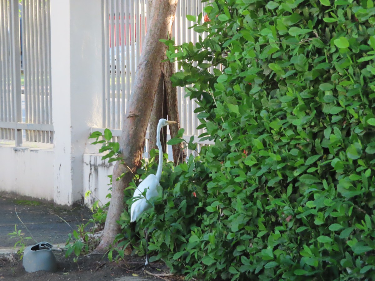 大白鷺 - ML643784791