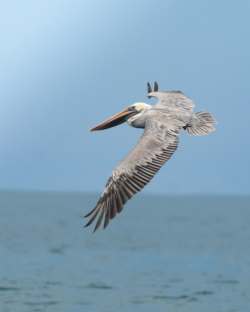 Brown Pelican - ML643784796