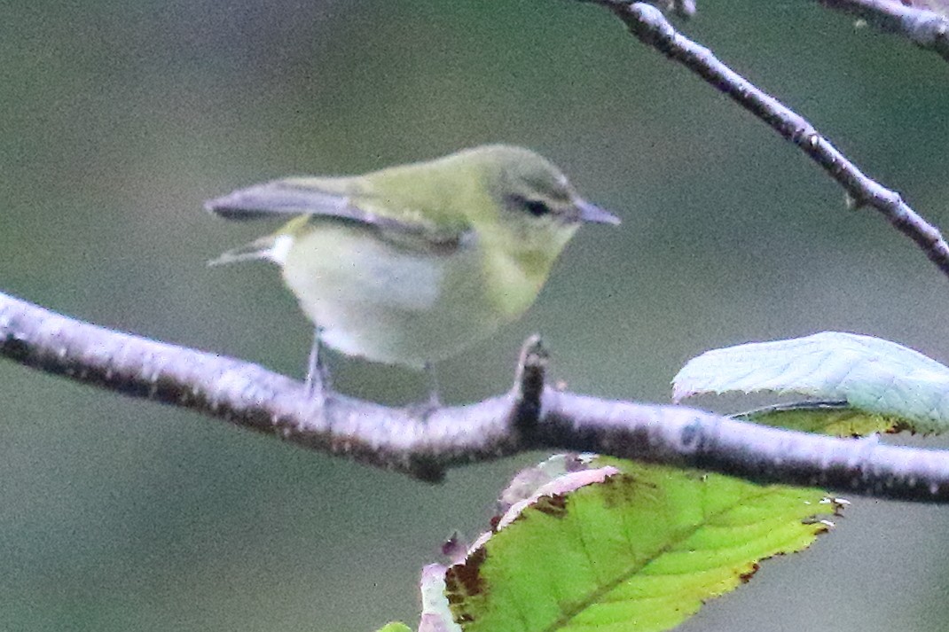 lesňáček olivový - ML643784800