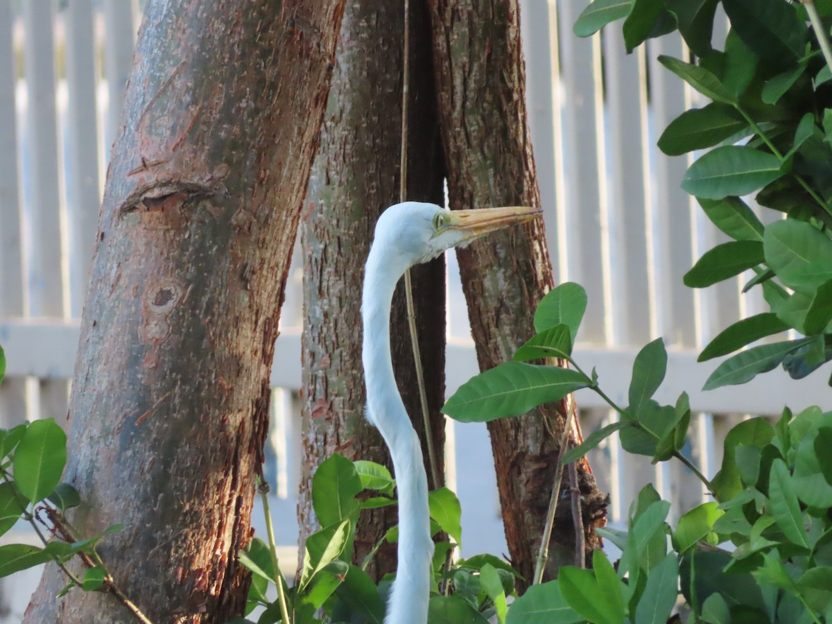 大白鷺 - ML643784817