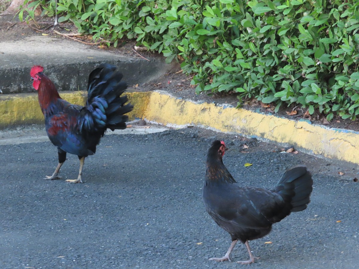 家雞(馴化) - ML643784827