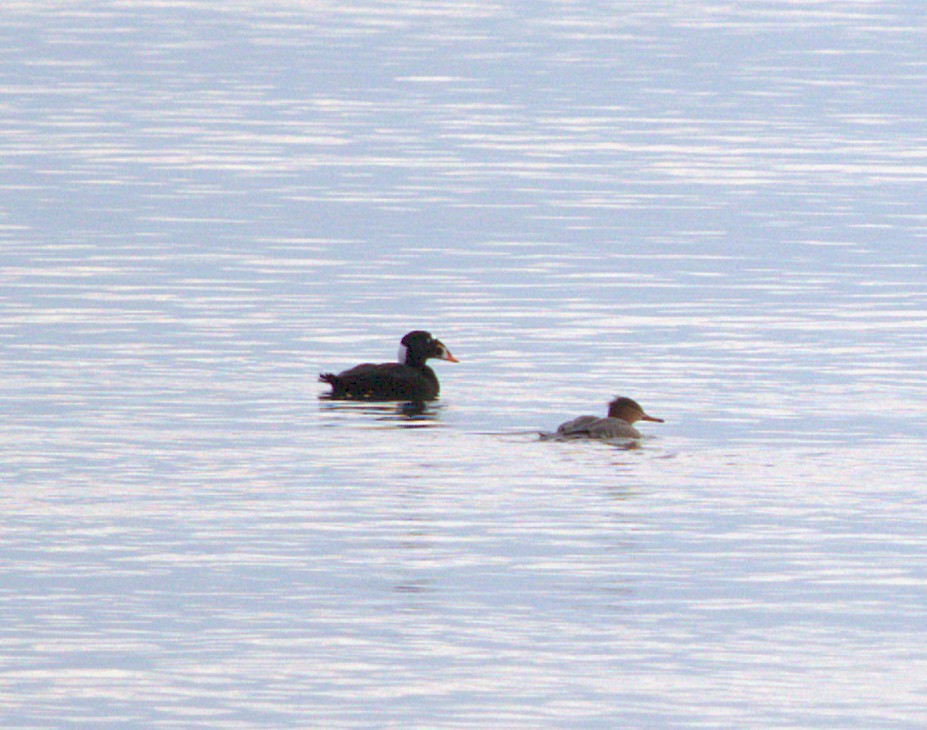 Surf Scoter - ML643784834