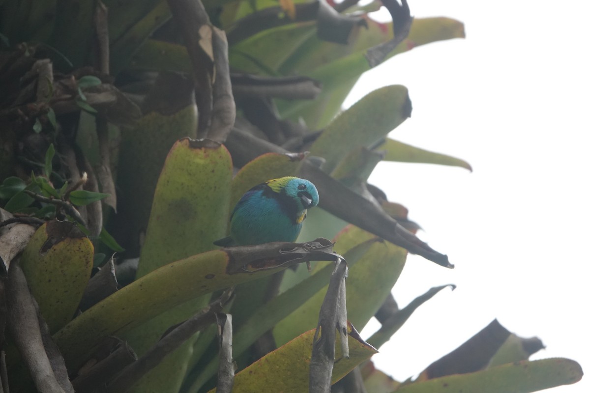 Green-headed Tanager - ML643784841