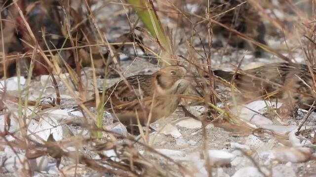 Lapland Longspur - ML643784847