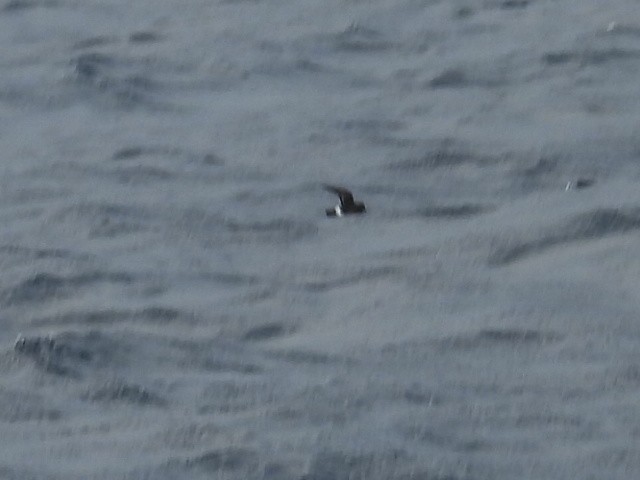 Océanite tempête - ML643784855