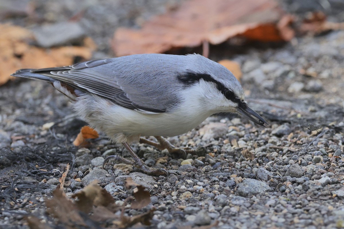 Eurasian Nuthatch - ML643784856
