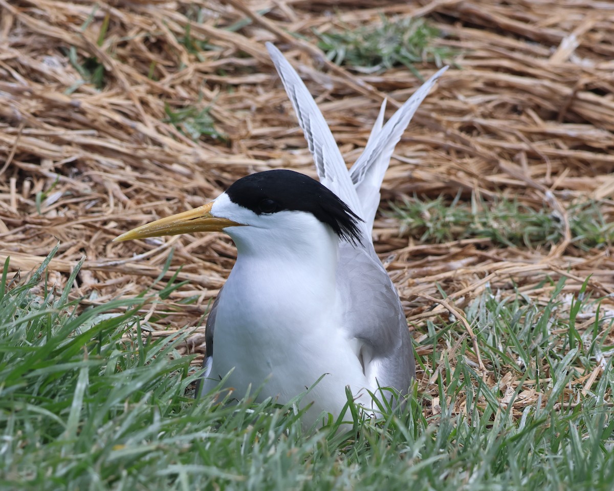 rybák chocholatý - ML643784857