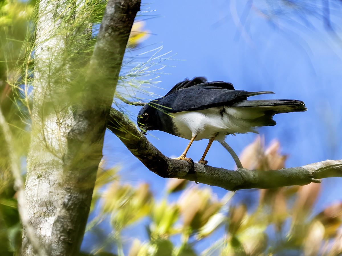 New Caledonian Goshawk - ML643784860