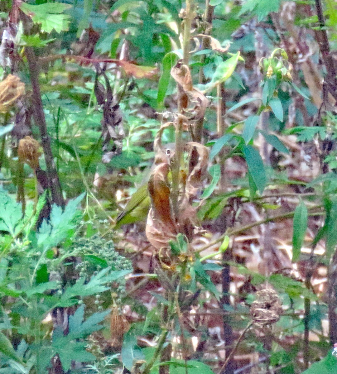 Nashville Warbler - ML643784880