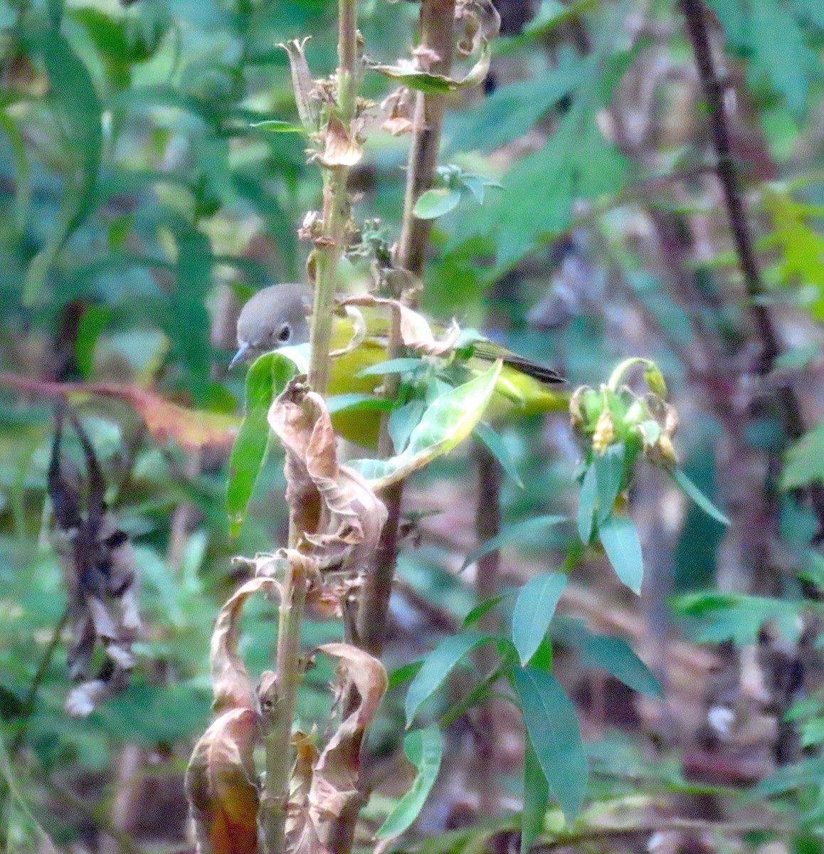 Nashville Warbler - ML643784881