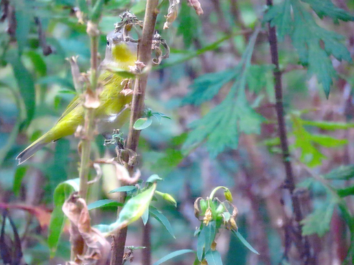 Nashville Warbler - ML643784882