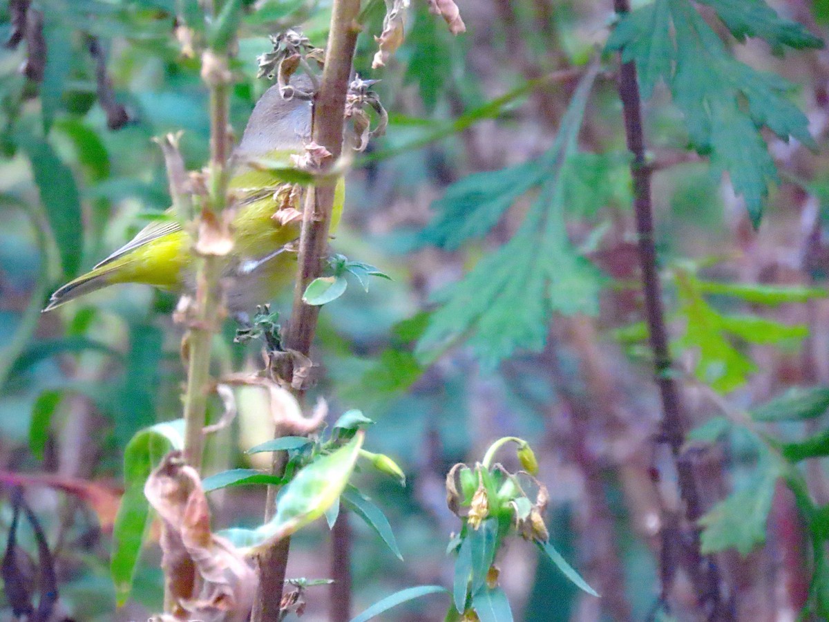 Nashville Warbler - ML643784883