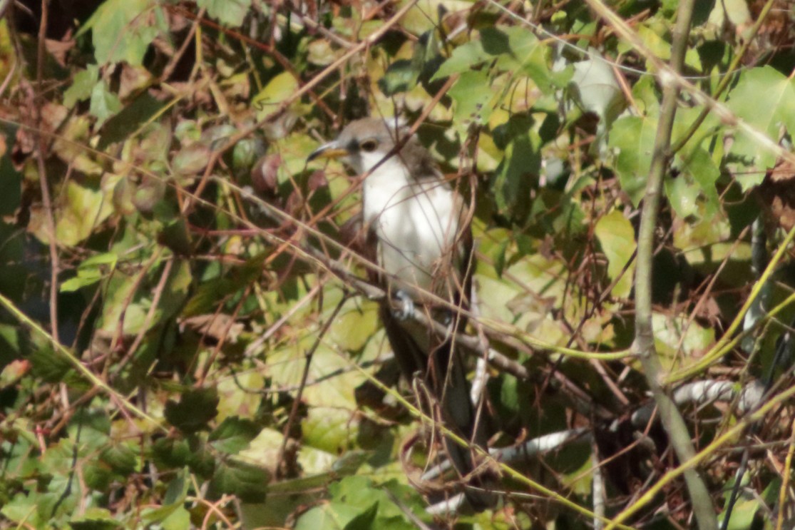 gulnebbgjøk - ML643784893