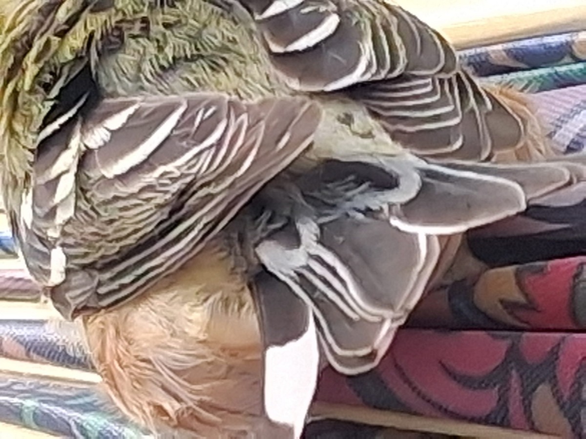 Bay-breasted Warbler - ML643784906