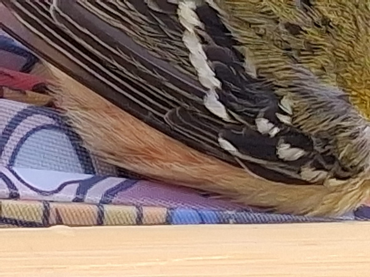 Bay-breasted Warbler - ML643784907