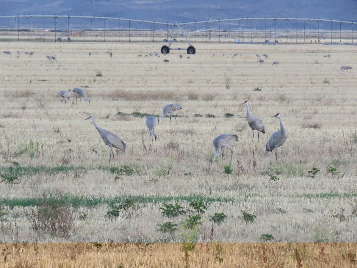 Sandhill Crane - ML643784922