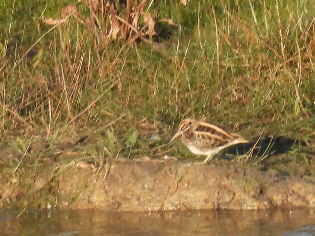 小鷸 - ML643784933