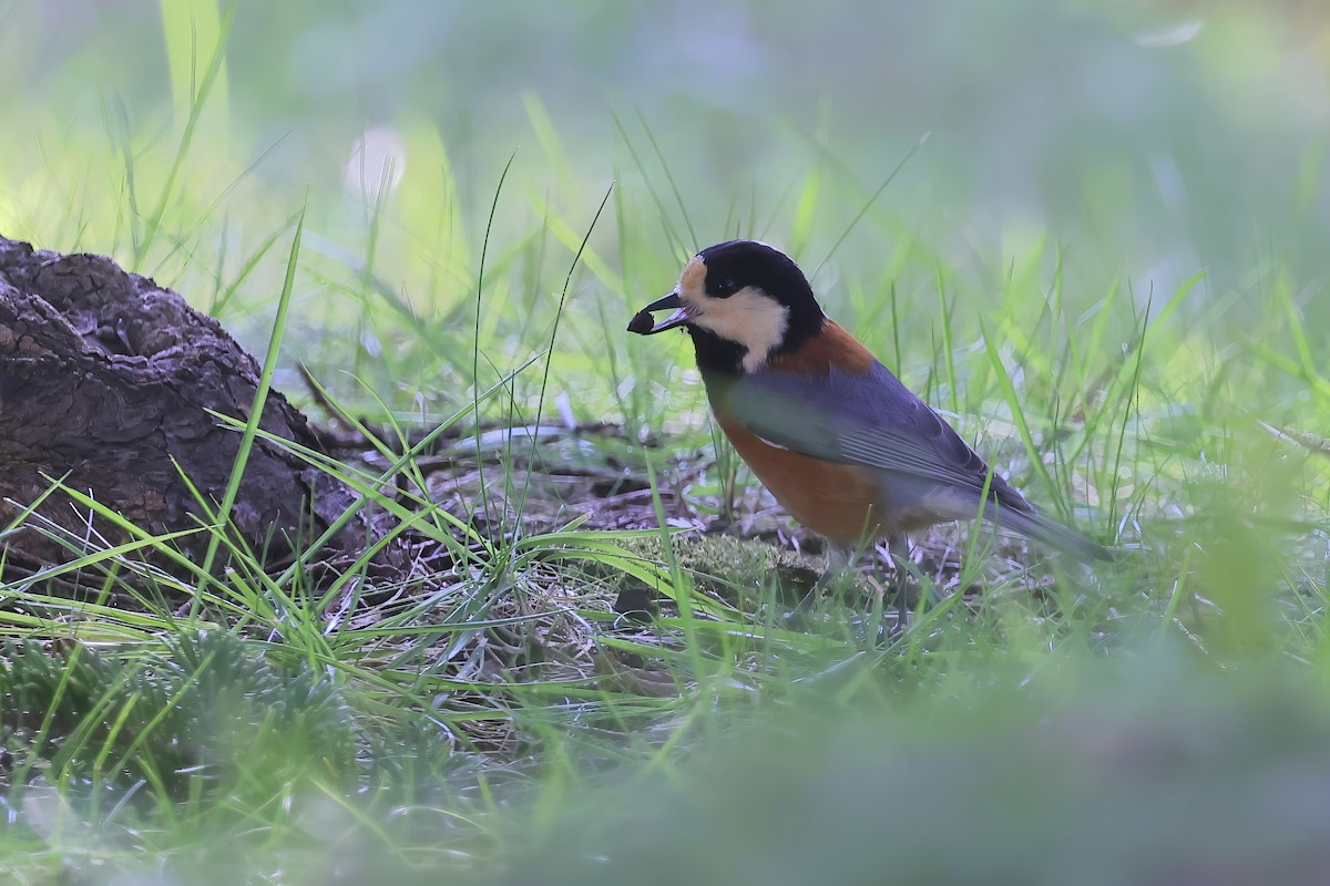 Varied Tit - ML643784934