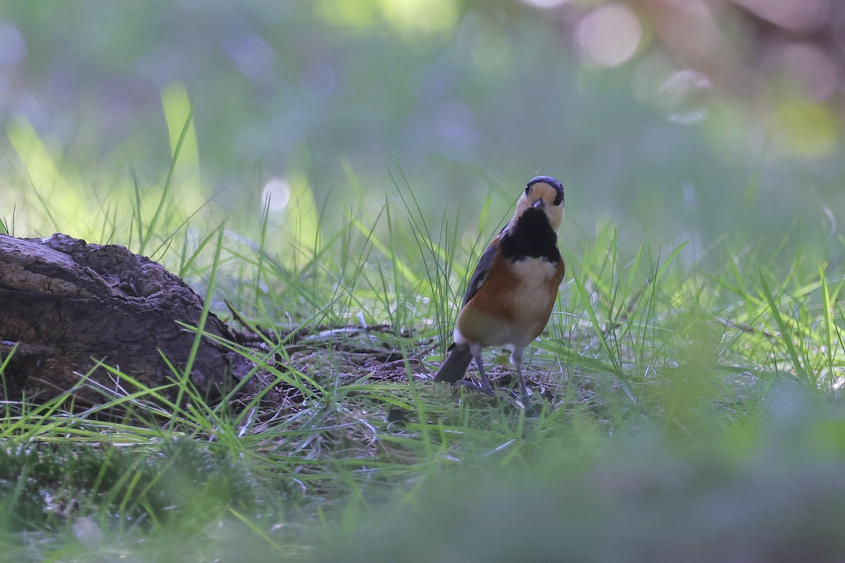 Varied Tit - ML643784947