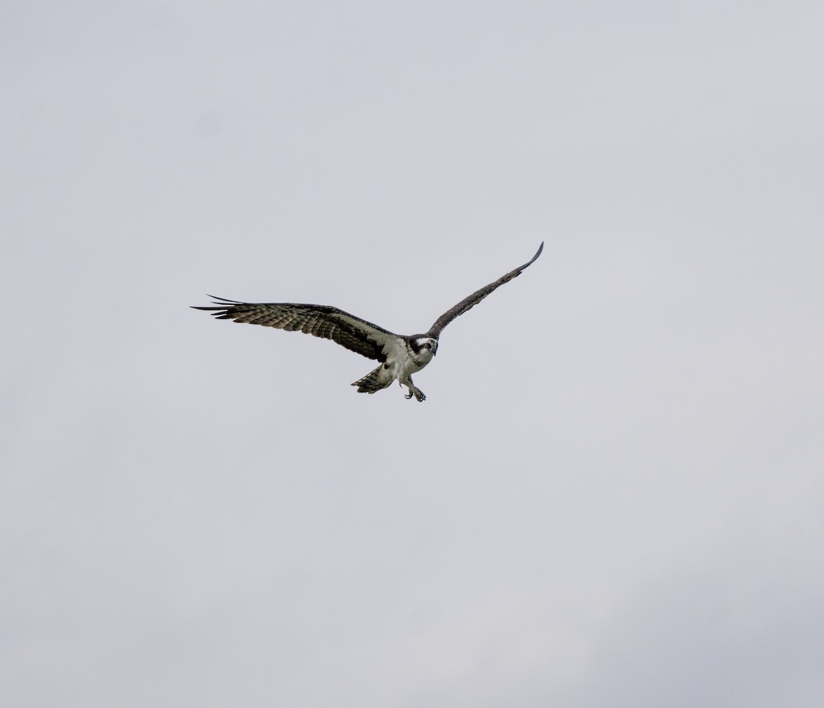Osprey - ML643784985