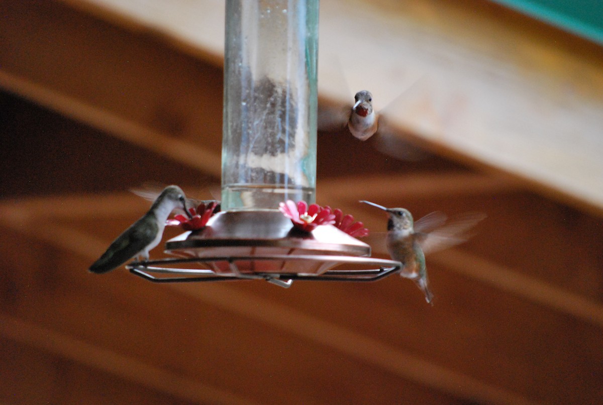 Rufous Hummingbird - ML643784987
