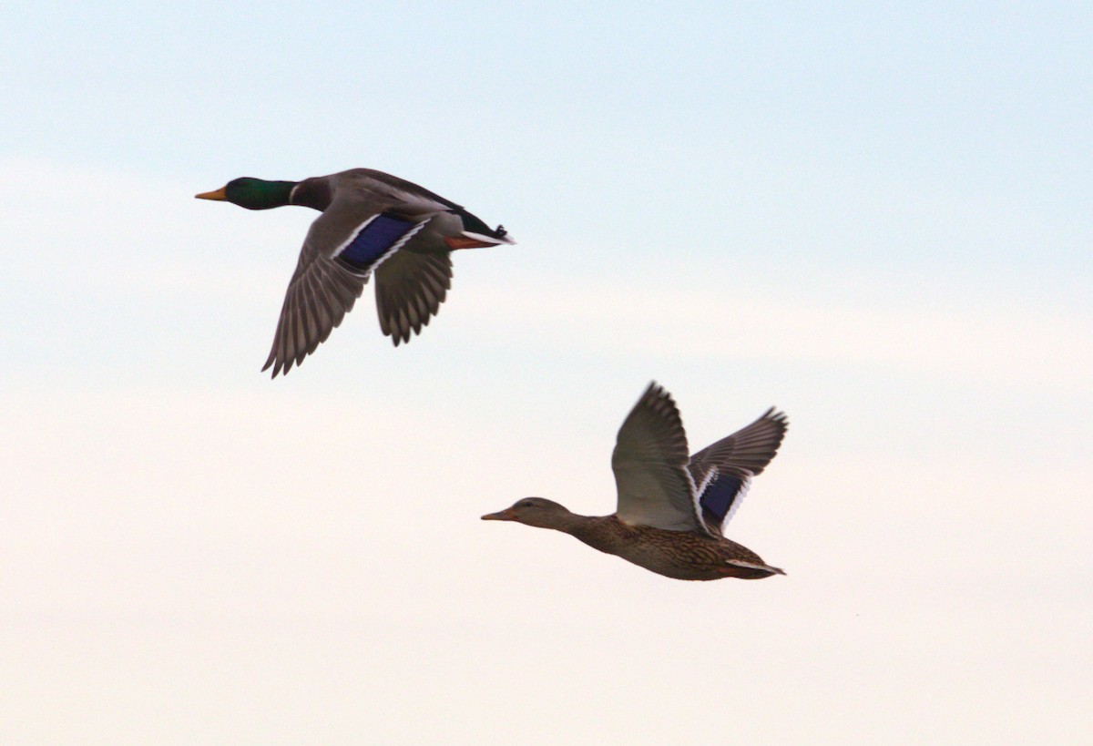 Mallard - ML643784992