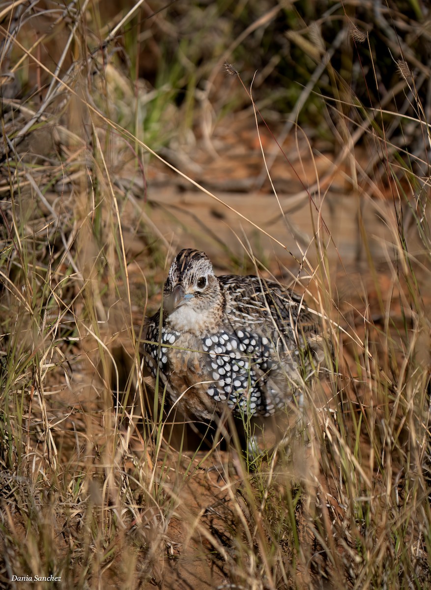 Montezuma Quail - ML643784993