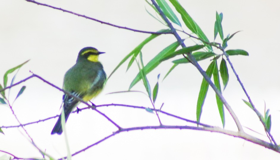 キマユタイランチョウ - ML643784995