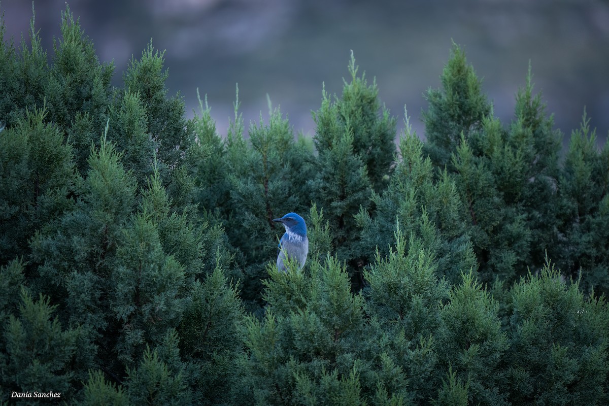 Woodhouse's Scrub-Jay - ML643785024