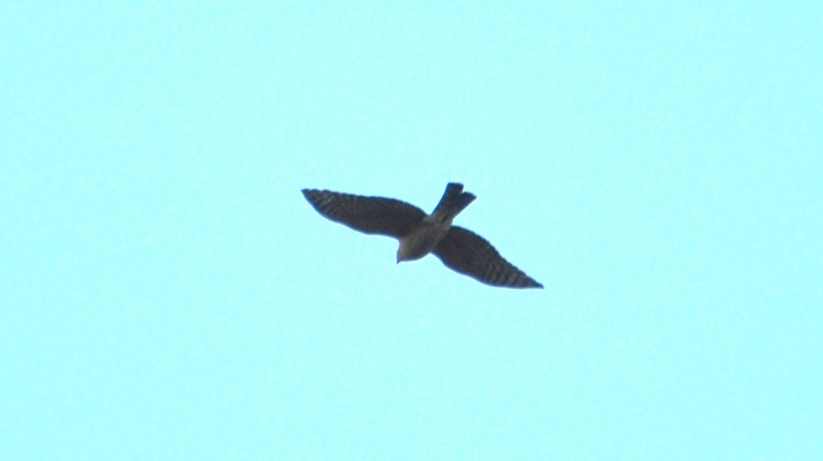 Sharp-shinned Hawk - ML643785041