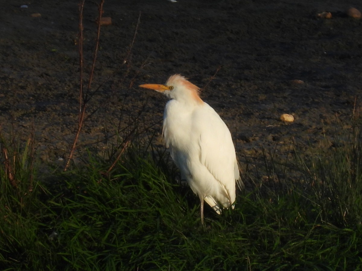 Western Cattle-Egret - ML643785042