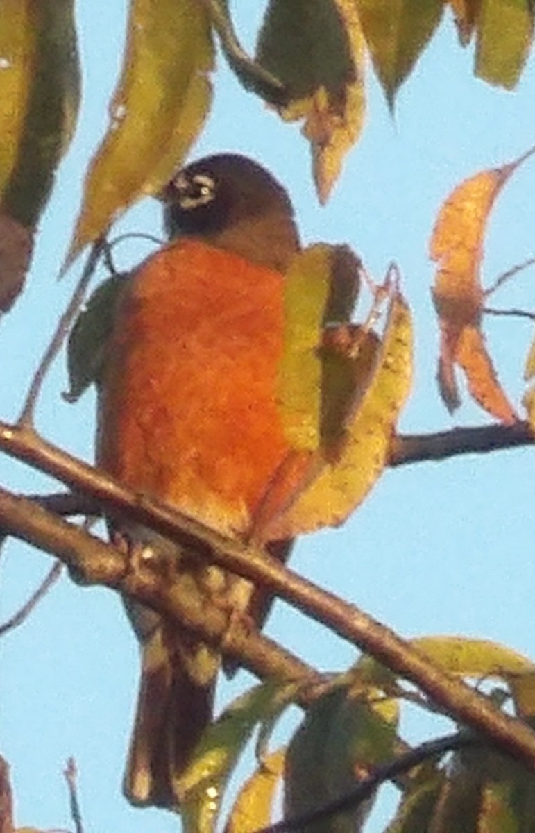 Zozo papargorria - ML643785056