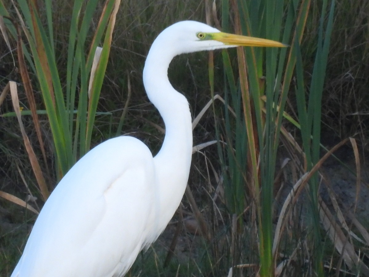 大白鷺 - ML643785060