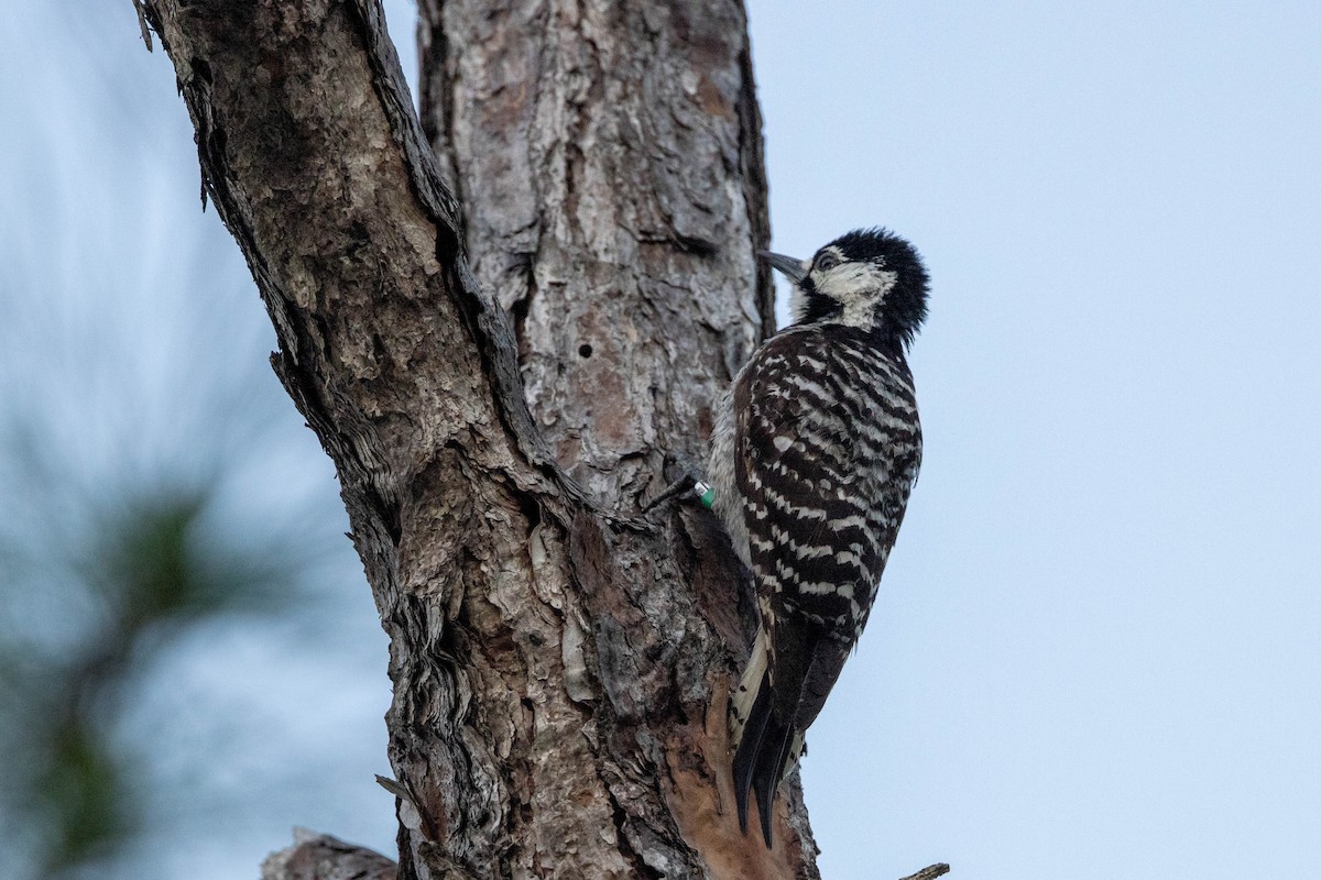 Red-cockaded Woodpecker - ML643785079