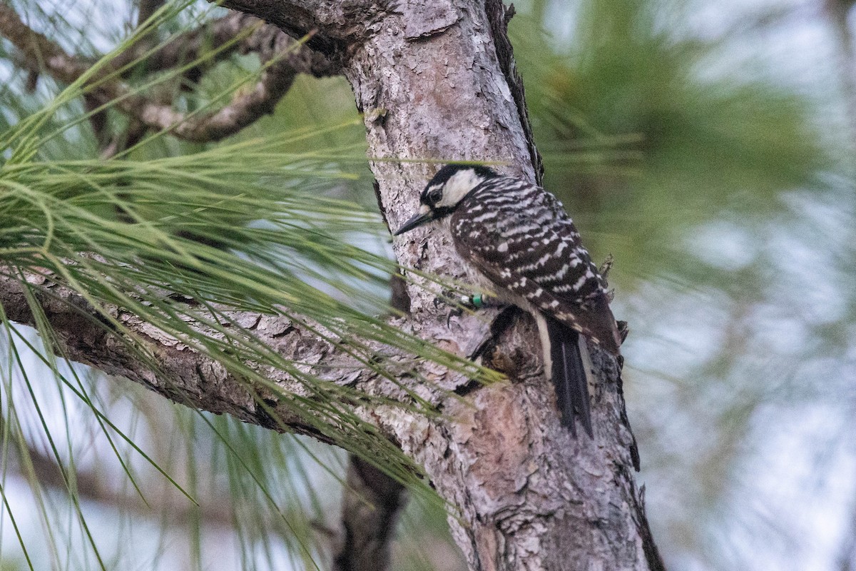Red-cockaded Woodpecker - ML643785080