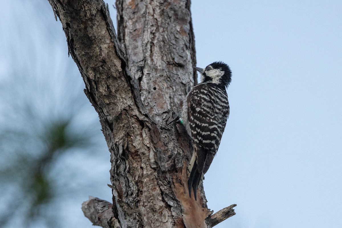 Red-cockaded Woodpecker - ML643785081